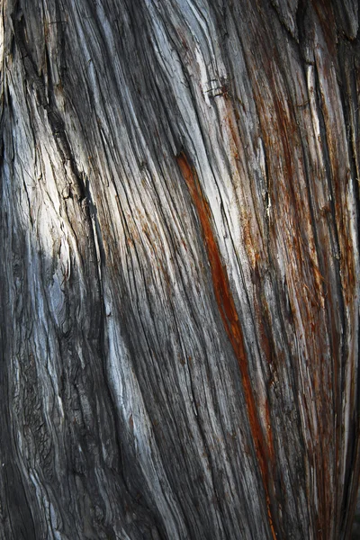 Textura medio triturada del árbol en posición vertical —  Fotos de Stock