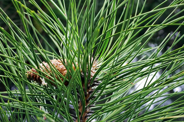 Opknoping op de vertakking van de beslissingsstructuur fir Pinocone — Stockfoto