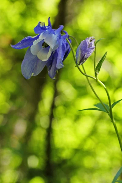 Blå fält blomma på sommaren mountain ängen — Stockfoto