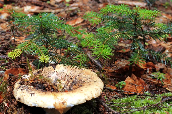 Brun svamp växer i skogen höst — Stockfoto