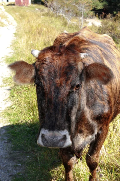 Uma vaca em pé no prado de verão — Fotografia de Stock