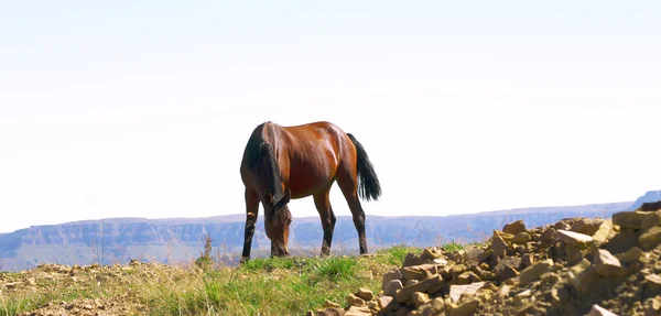 Ló, a Kaukázus őszi réten — Stock Fotó