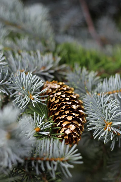 Pincone appeso al ramo di abete — Foto Stock