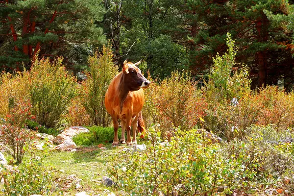 Uma vaca em pé no prado de verão — Fotografia de Stock