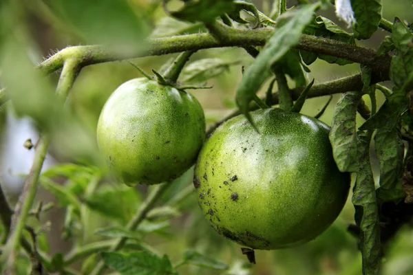 Bush bahçede yeşil domates — Stok fotoğraf