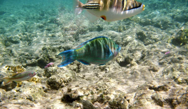 Peces tropicales exóticos bajo el agua. El pseododax moluccanus — Foto de Stock