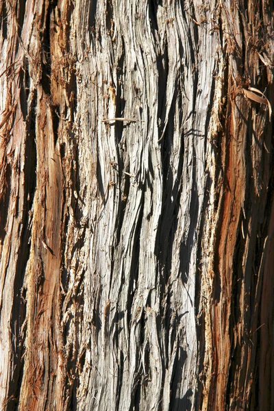 Tree half crushed texture in vertical position — Stock Photo, Image