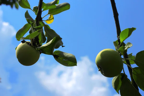 Manzana verde y roja colgando de un árbol —  Fotos de Stock