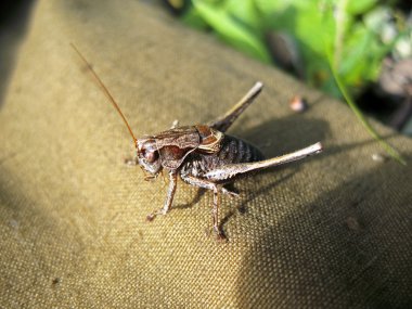 Gri arka plan üzerinde gri çekirge