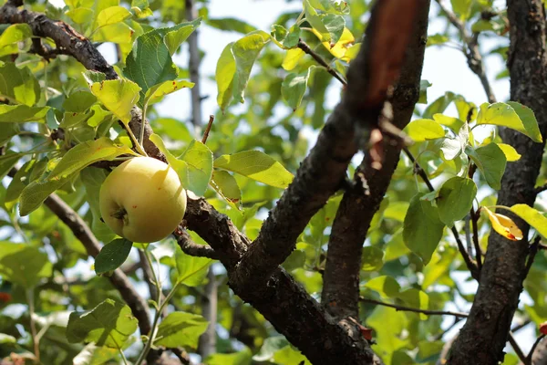 Groene en rode appel opknoping op boom — Stockfoto