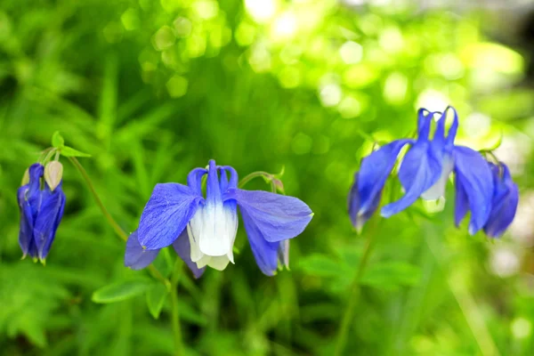 夏の山の牧草地に青い野原の花 — ストック写真