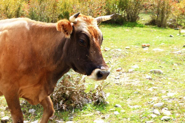 Eine Kuh steht auf der Sommerwiese — Stockfoto