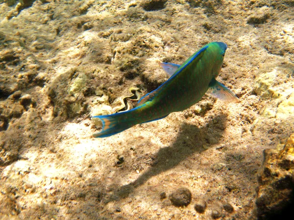 Tropikal egzotik balık suyun altında. pseododax moluccanus — Stok fotoğraf