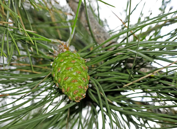 Pincone wiszące na gałęzi drzewa jodły — Zdjęcie stockowe