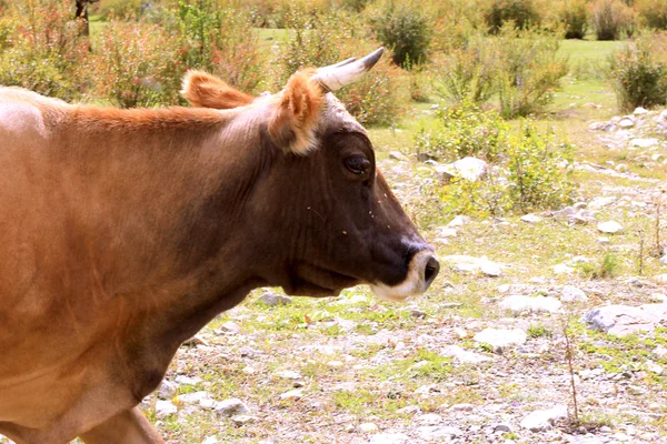 Una mucca in piedi sul prato estivo — Foto Stock