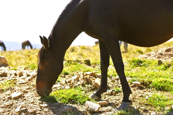 Cavalos no outono Cáucaso Prado — Fotografia de Stock