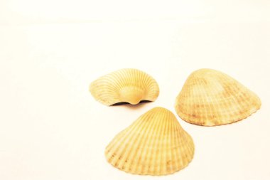 Beyaz arkaplanda deniz kabukları izole edilmiş.