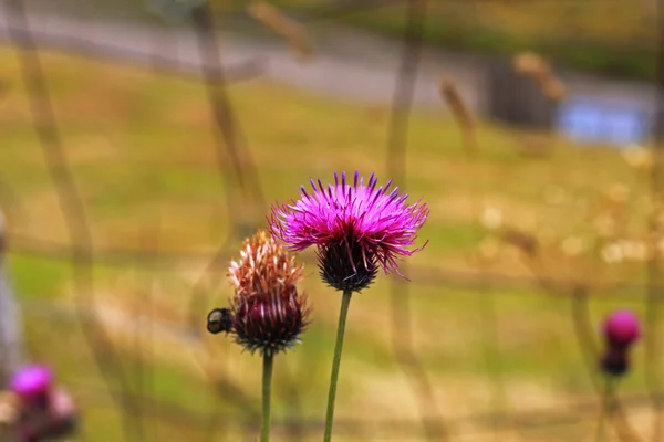 夏の緑の草原のピンを青花 — ストック写真