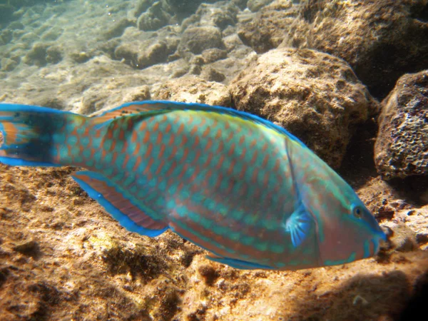 Tropikal egzotik balık suyun altında. pseododax moluccanus — Stok fotoğraf