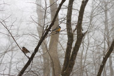 Kış orman dalında kuşlarda baştankara