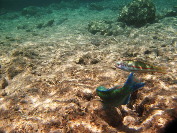 Tropical exotic fish underwater. The pseododax moluccanus — Stock Photo, Image