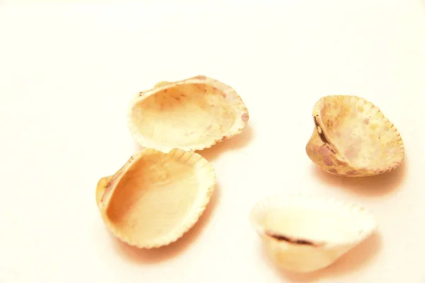 Sea Shells Isolated On The White Background — Stock Photo, Image