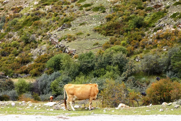 Yaz çayır üzerinde bir inek duran — Stok fotoğraf