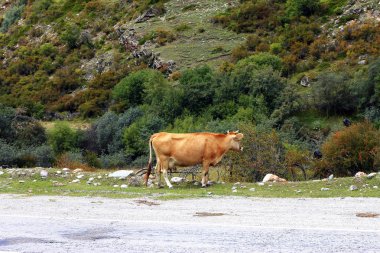 Yaz çayır üzerinde bir inek duran