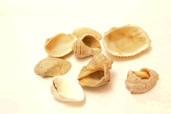 Conchas do mar Isoladas no fundo branco — Fotografia de Stock