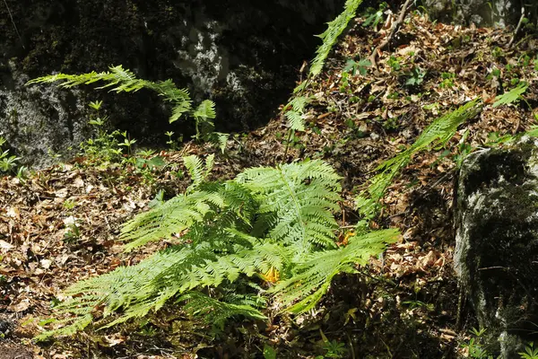 Fern blad och bush i skogen sommaren — Stockfoto