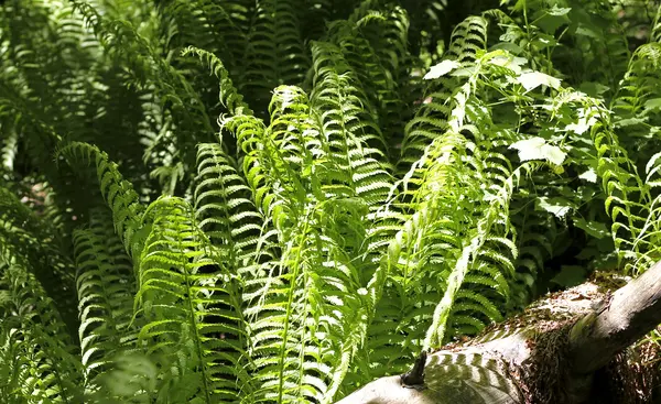 Hojas de helecho y arbusto en el bosque de verano —  Fotos de Stock