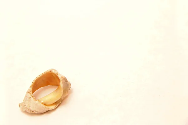 Tengeri kagyló elszigetelt fehér background — Stock Fotó