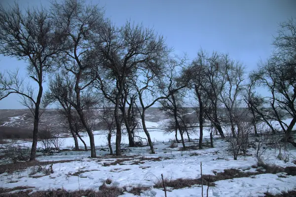 Bosque de invierno en el clima nevado y tormentoso — Foto de Stock