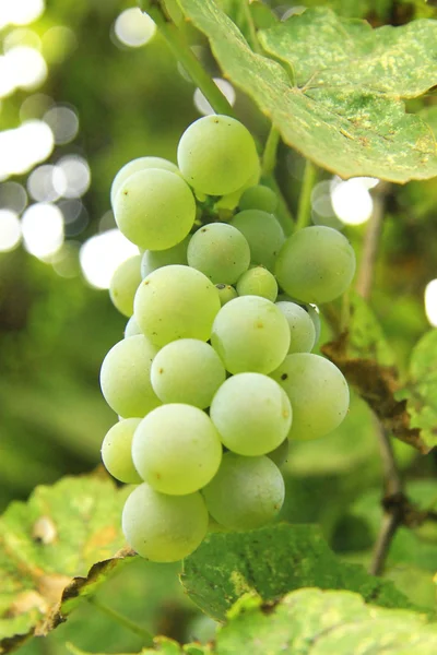 Kilka białych winogron w winnicy — Zdjęcie stockowe