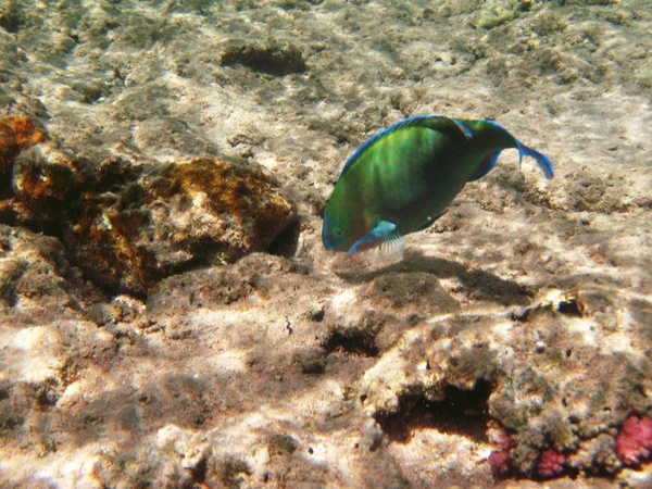 Peixes tropicais exóticos debaixo de água. O pseododax moluccanus — Fotografia de Stock