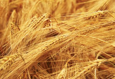 Altın hasat önce yaz alanı kulaklara