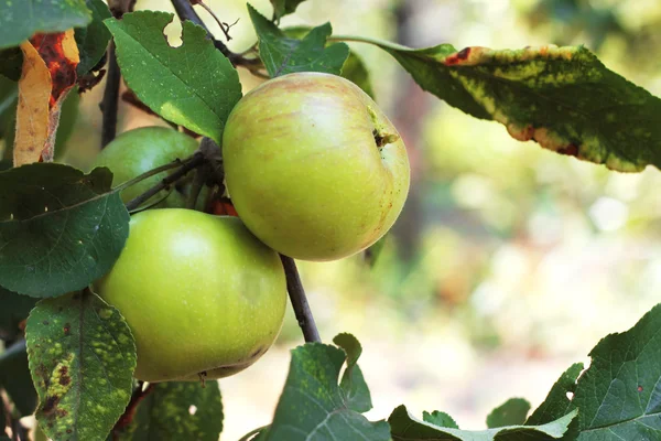 Manzana verde y roja colgando de un árbol —  Fotos de Stock