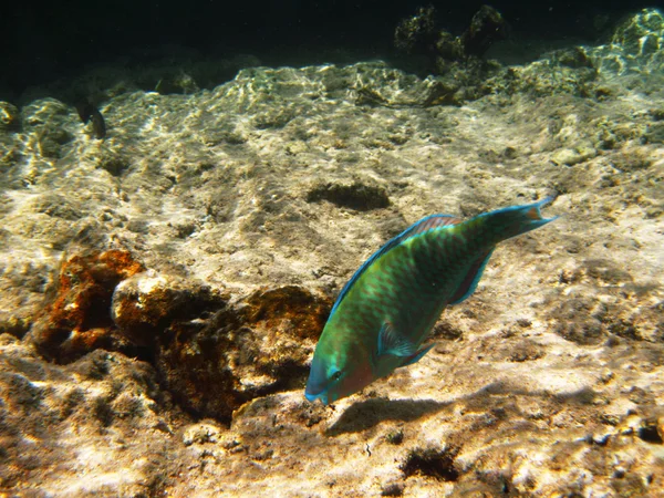 Tropikal egzotik balık suyun altında. pseododax moluccanus — Stok fotoğraf