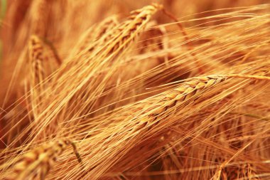 Altın hasat önce yaz alanı kulaklara