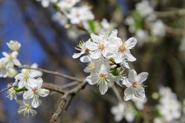 beyaz çiçekler vahşi ağacının dalını çiçek açması
