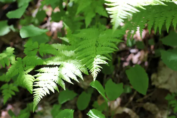 Folhas de samambaia e arbusto na floresta de verão — Fotografia de Stock
