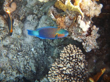 tropikal egzotik balık suyun altında. pseododax moluccanus