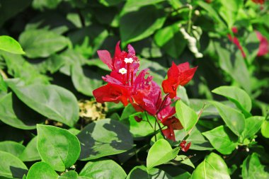 egzotik Pembe çiçek çiçek açan bush Şubesi