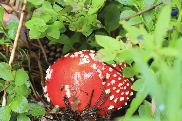 Champignon crapaud rouge poussant dans la forêt automnale — Photo