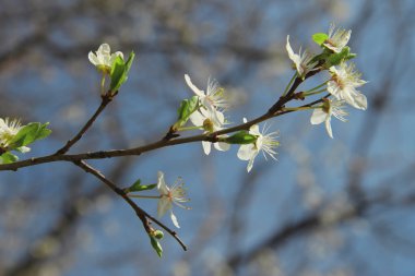beyaz çiçekler vahşi ağacının dalını çiçek açması