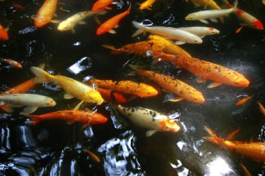 Tropikal egzotik balık suyun altında. Çin seyahat