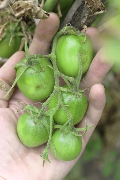 Bush de tomate verde no jardim nas mãos do homem — Fotografia de Stock