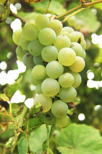 Um bando de uvas brancas na vinha — Fotografia de Stock