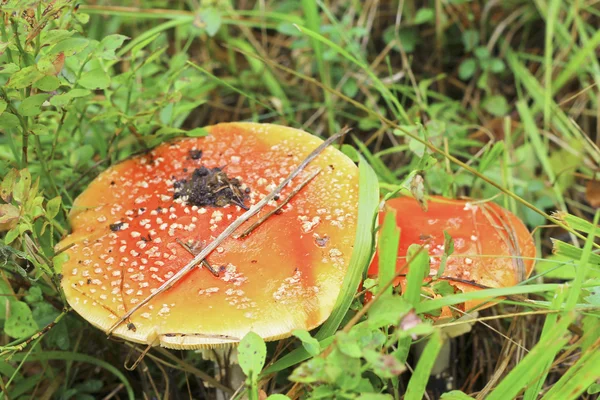 Red toadstool mushroom growing in autumnal forest — Stock Photo, Image