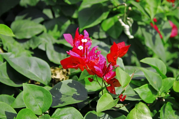 Egzotik Pembe çiçek çiçek açan bush Şubesi — Stok fotoğraf